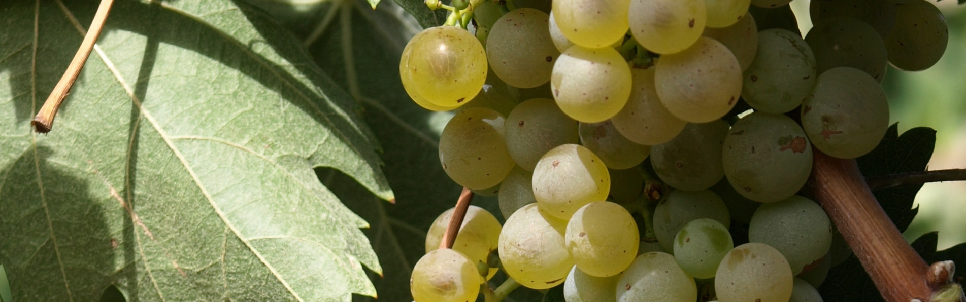 Vino rosso orvietano - Rosso dei Neri - Cantine Neri